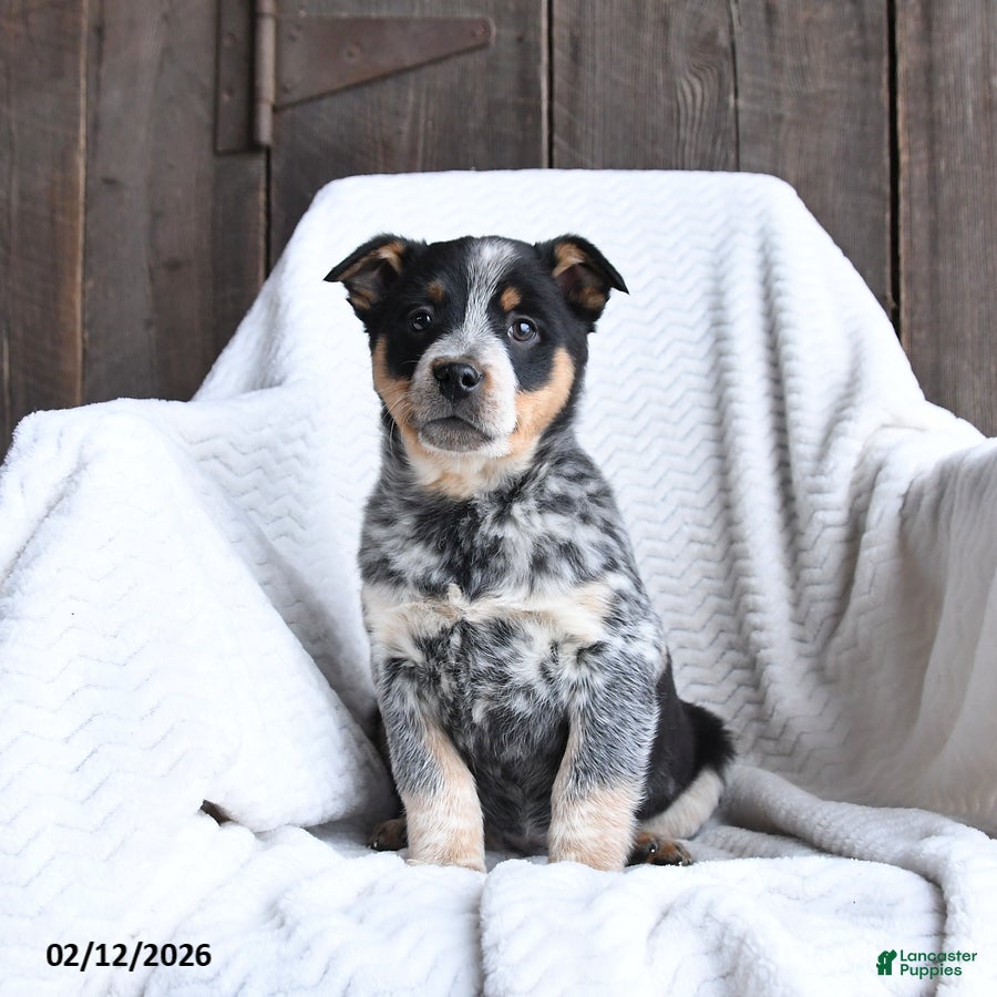 Australian Cattle Dog dogs Moose - Ad 2