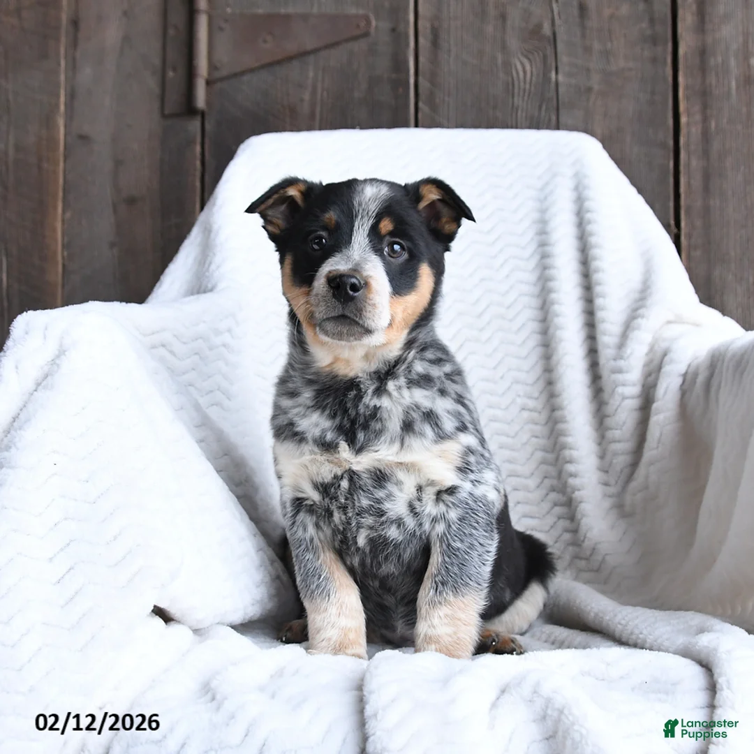 Australian Cattle Dog dogs for sale: Moose - Ad 2