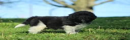 Newfoundland dogs for sale: Ted - Ad 1