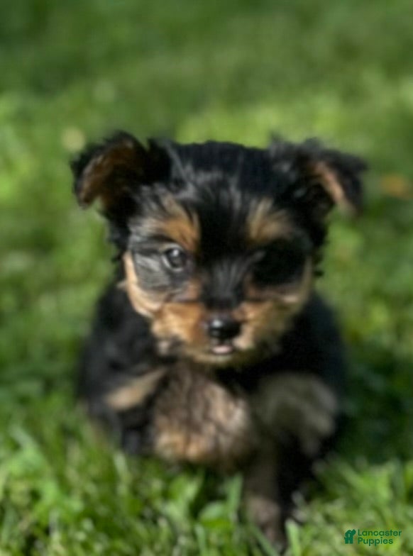 Yorkshire Terrier dogs for sale: Yorkshire Terrier 1 - Ad 1