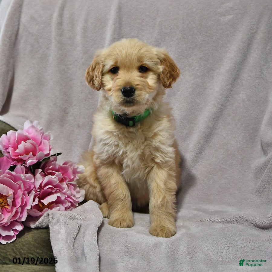 Goldendoodle dogs Haylee - Ad 6