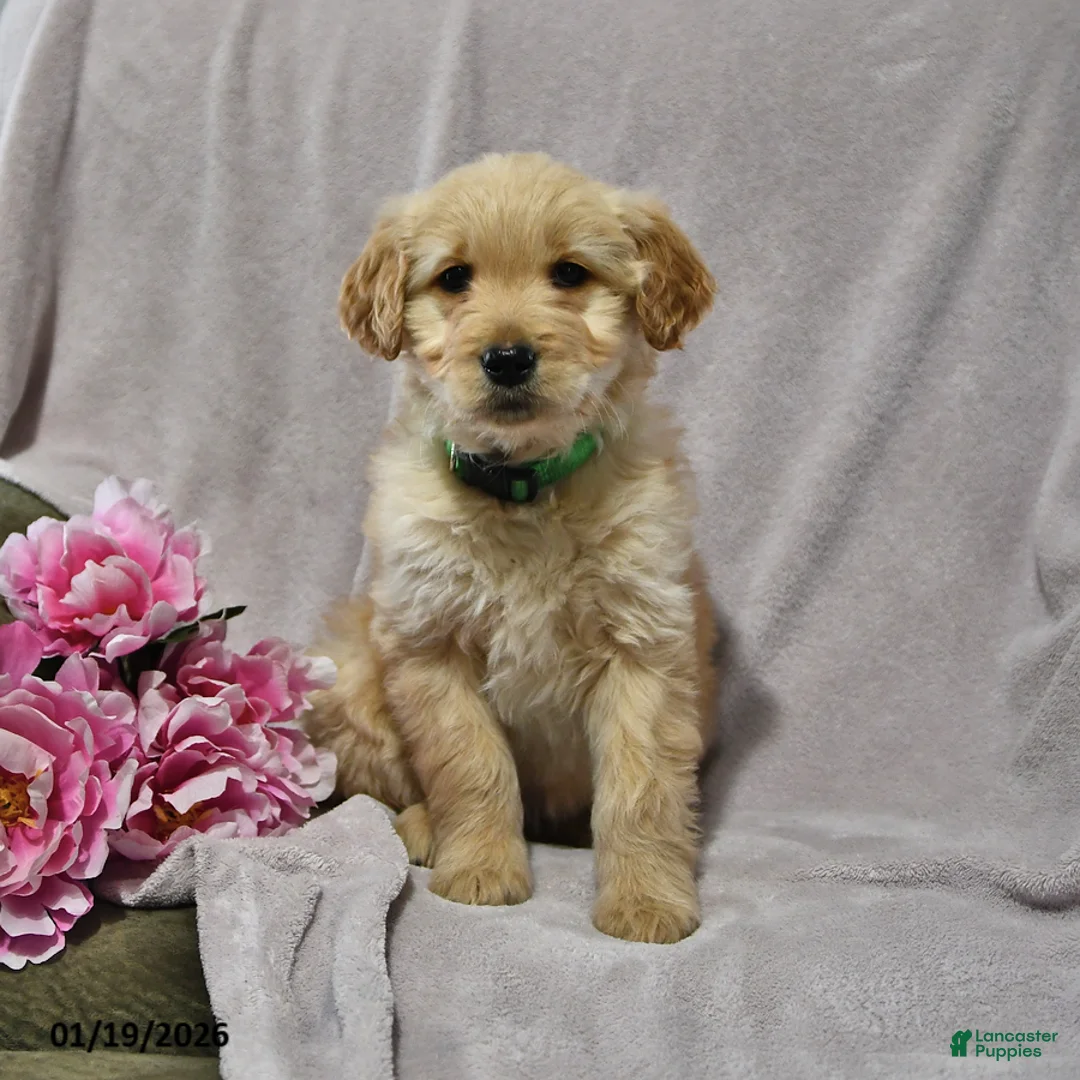 Goldendoodle dogs for sale: Haylee - Ad 1