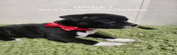 Staffordshire Bull Terrier dogs for sale: Staffordshire Bull Terrier 7 - Ad 2