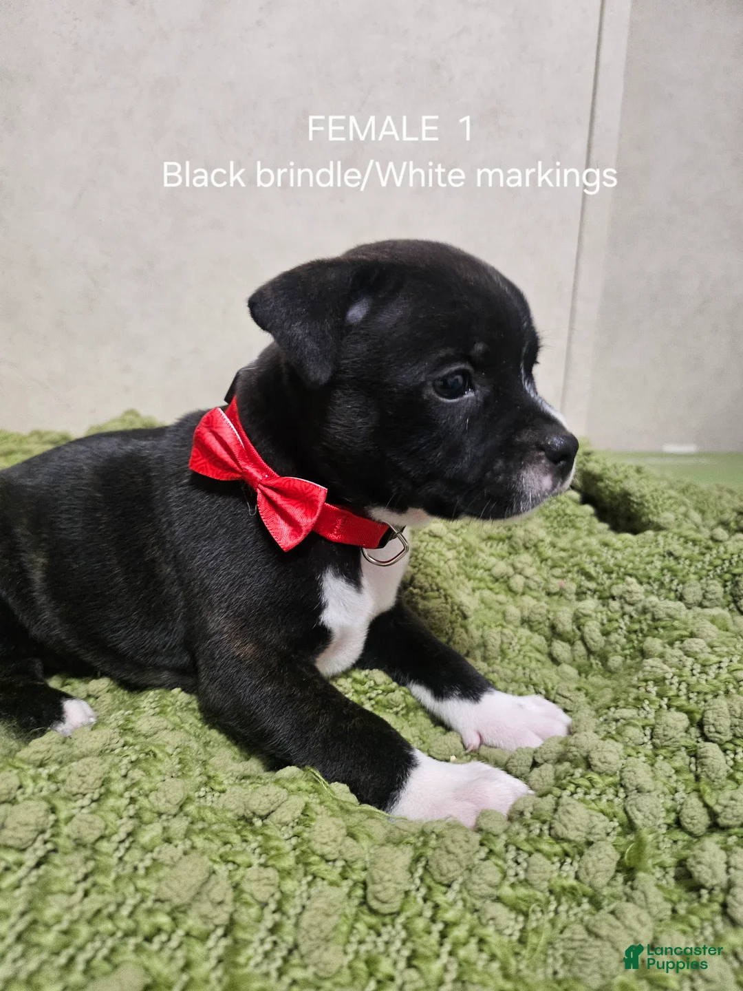 Staffordshire Bull Terrier dogs for sale: Staffordshire Bull Terrier 7 - Ad 2