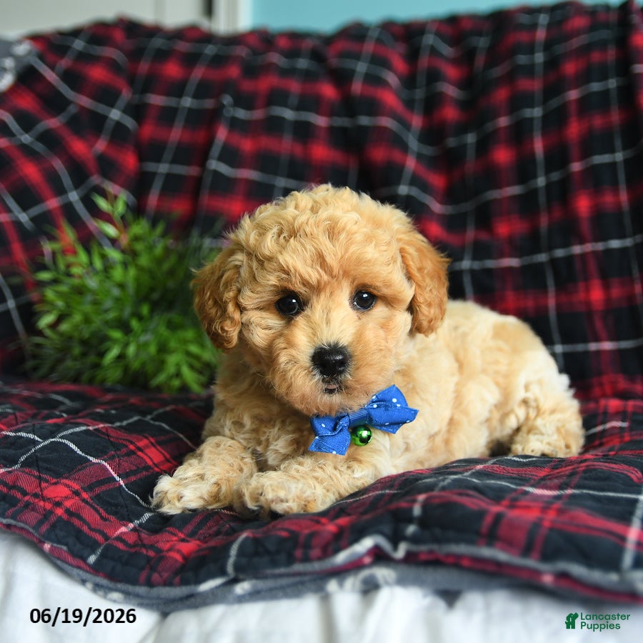 Maltipoo dogs Leo - Ad 2