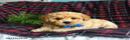 Maltipoo dogs for sale: Leo - Ad 2
