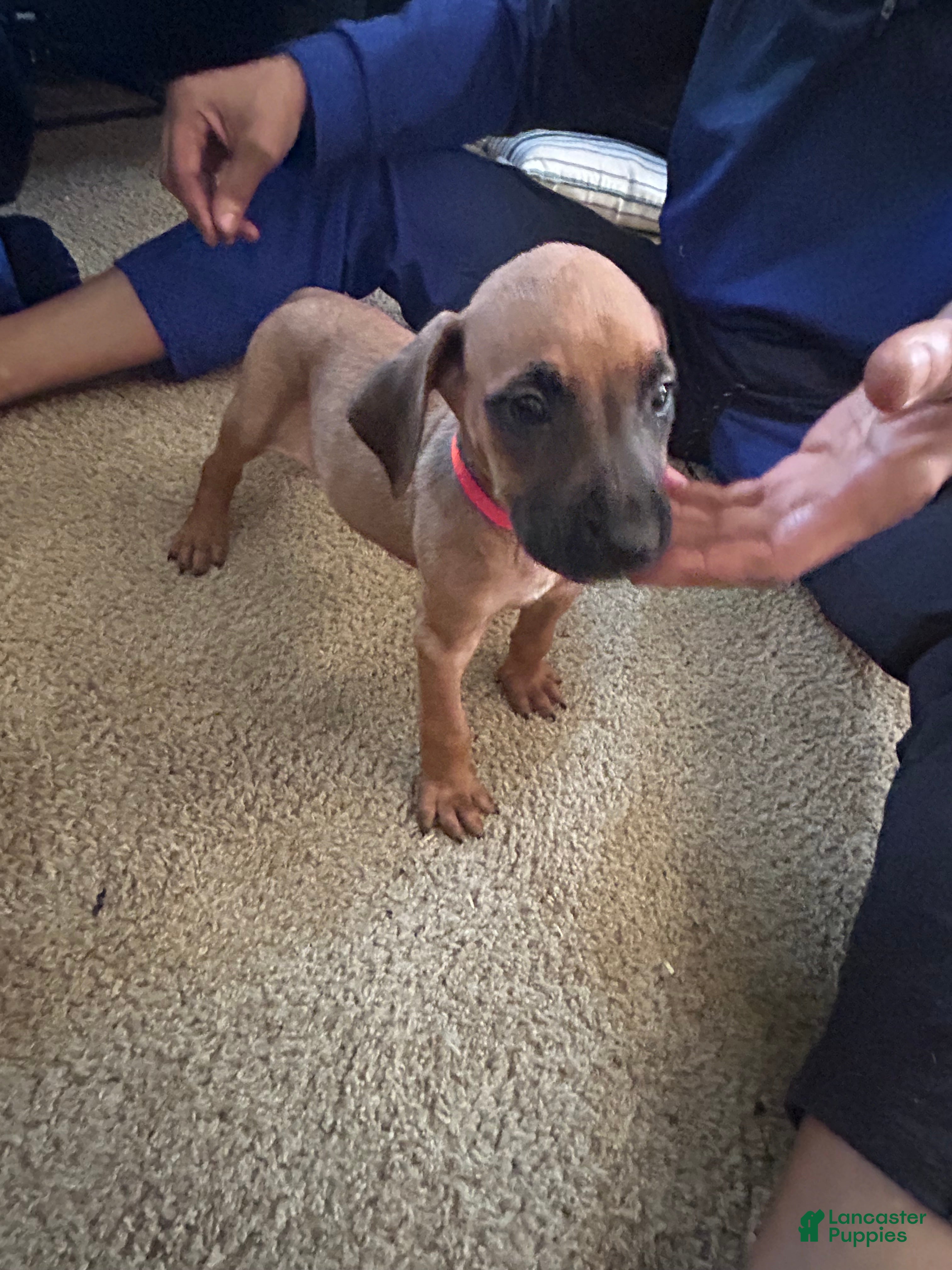Rhodesian Ridgeback dogs Rhodesian Ridgeback Puppy 6 Orange Collar - Ad 19
