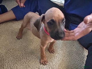Rhodesian Ridgeback dogs Rhodesian Ridgeback Puppy 6 Orange Collar - Ad 19