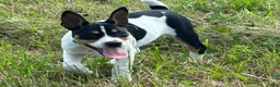 Rat Terrier dogs for sale: Old Dominion terrier George - Ad 7
