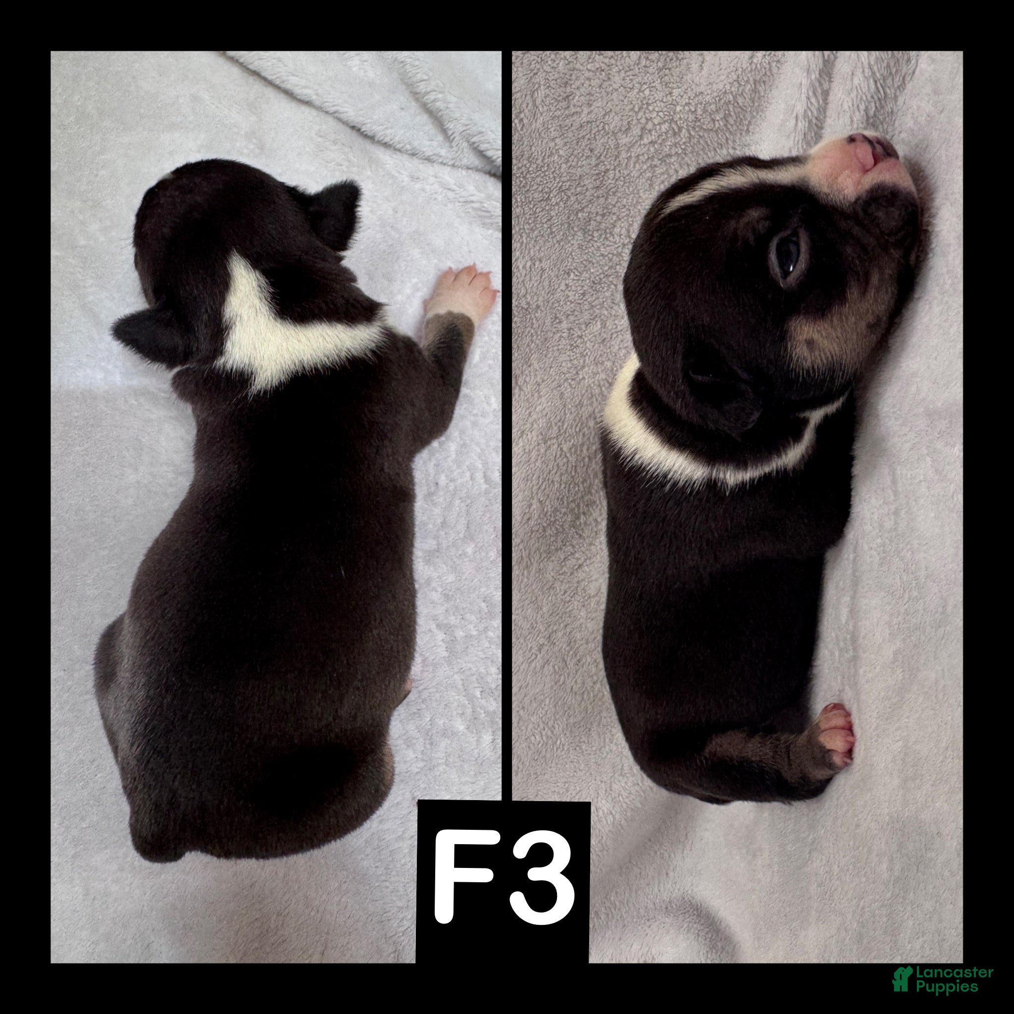 American Bully dogs Female 3 - Ad 2