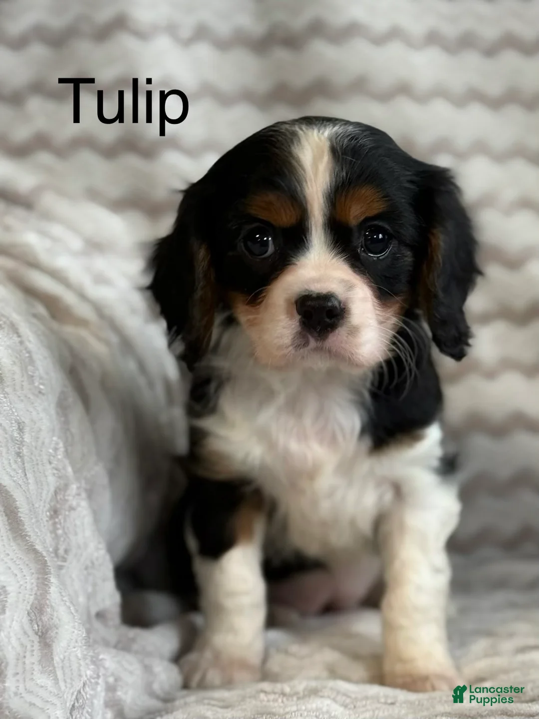 Cavalier King Charles Spaniel dogs for sale: Tulip - Ad 1