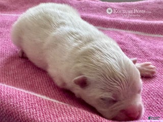 Pomeranian dogs - Ad 11