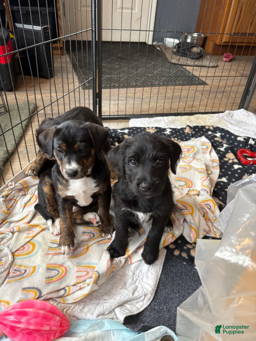 Mixed Breed dogs for sale: Amour - Ad 7
