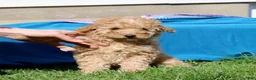 Mini Goldendoodle dogs for sale: Dixie  - Ad 1