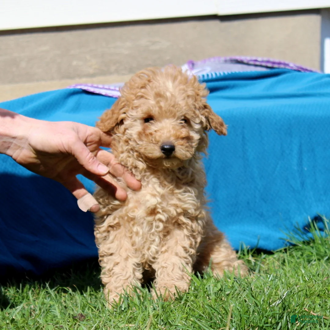 Mini Goldendoodle dogs for sale: Dixie  - Ad 1
