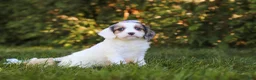 Cavapoo dogs for sale: Ivory Rose - Ad 5