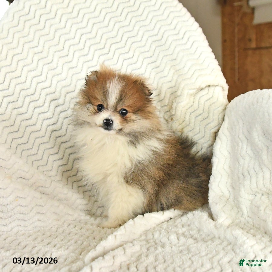 Pomeranian dogs Flower - Ad 2