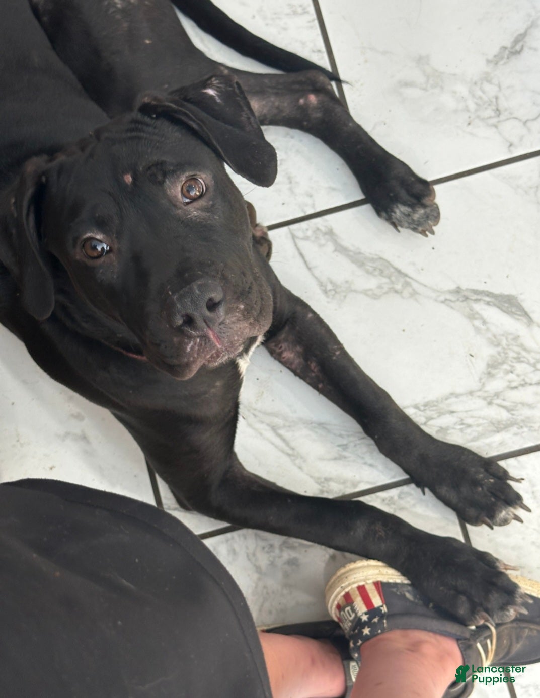 Mixed Breed dogs Wall•E - Ad 18