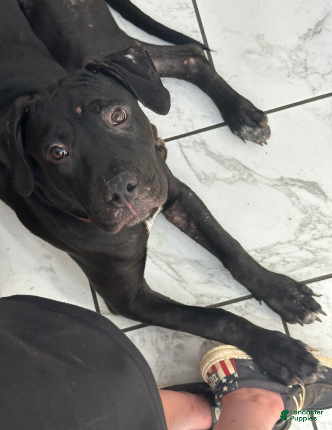 Mixed Breed dogs for sale: Wall•E - Ad 1