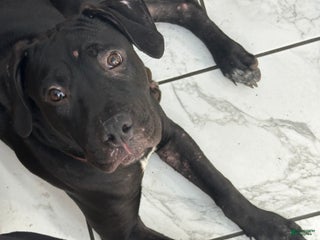 Mixed Breed dogs Wall•E - Ad 17