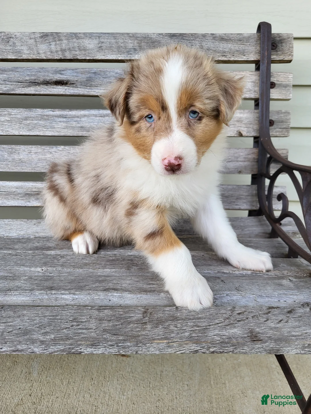 Australian Shepherd dogs for sale: Oprah  - Ad 1