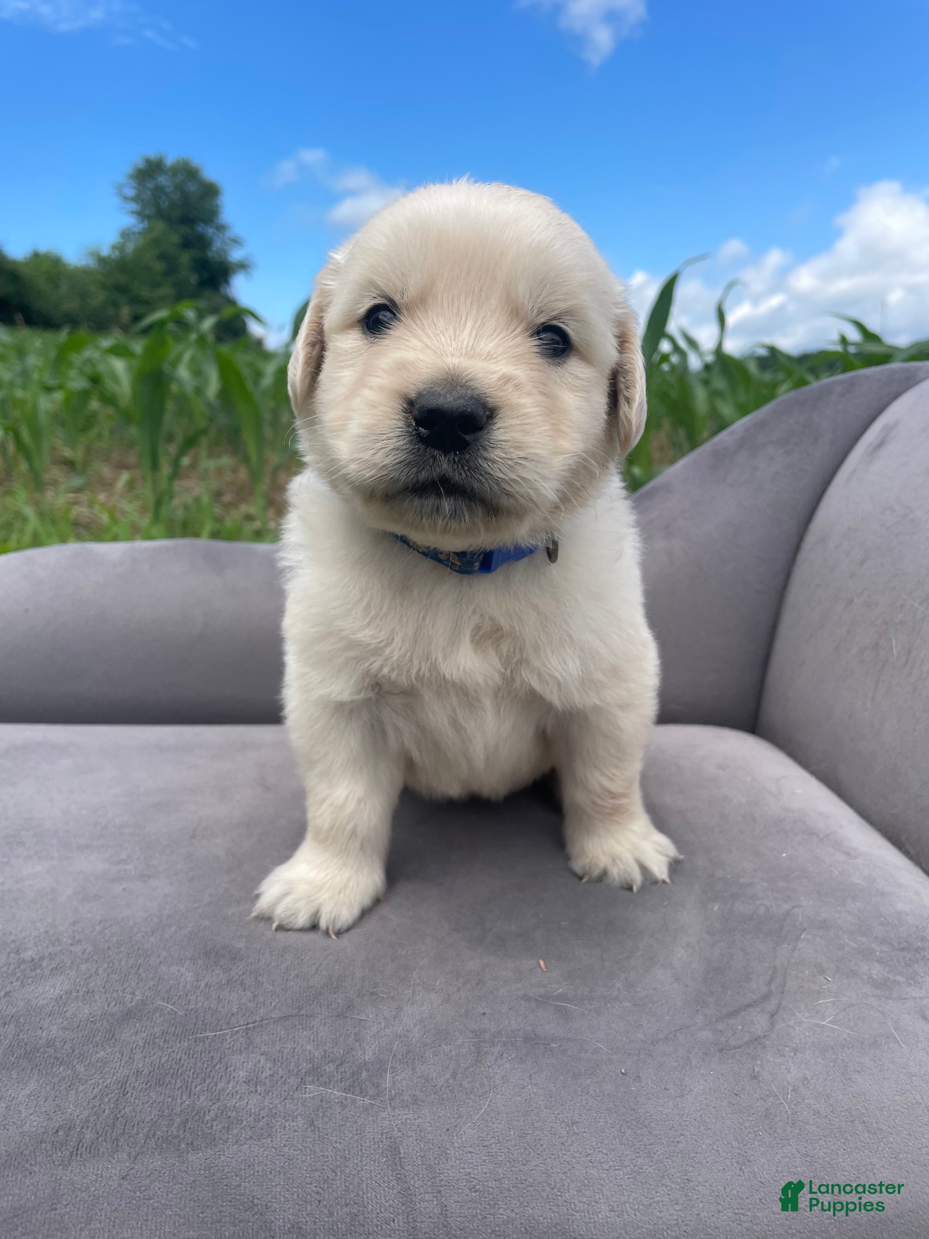 Golden Retriever dogs for sale: Scooby  - Ad 2