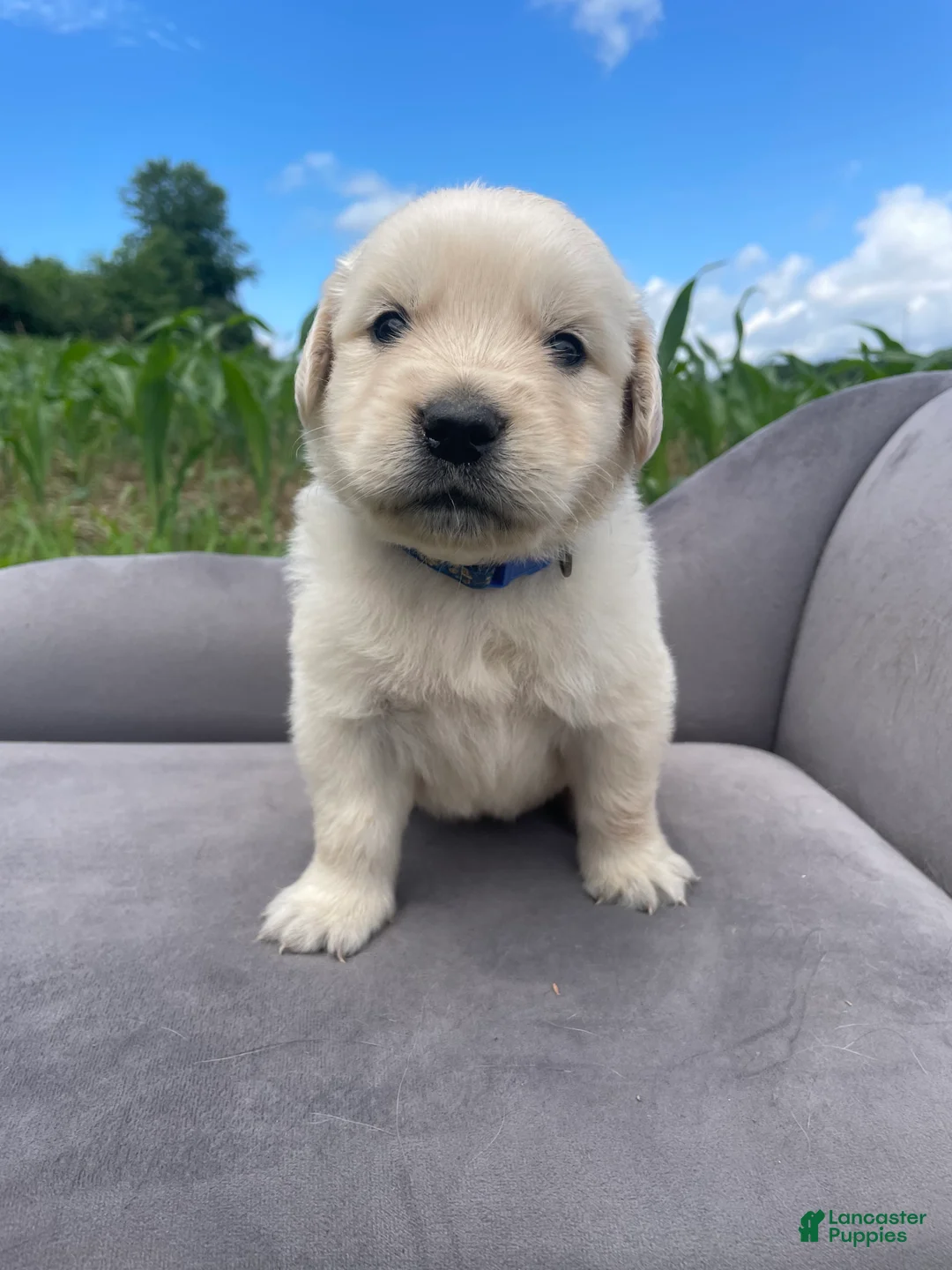 Golden Retriever dogs for sale: Scooby  - Ad 1