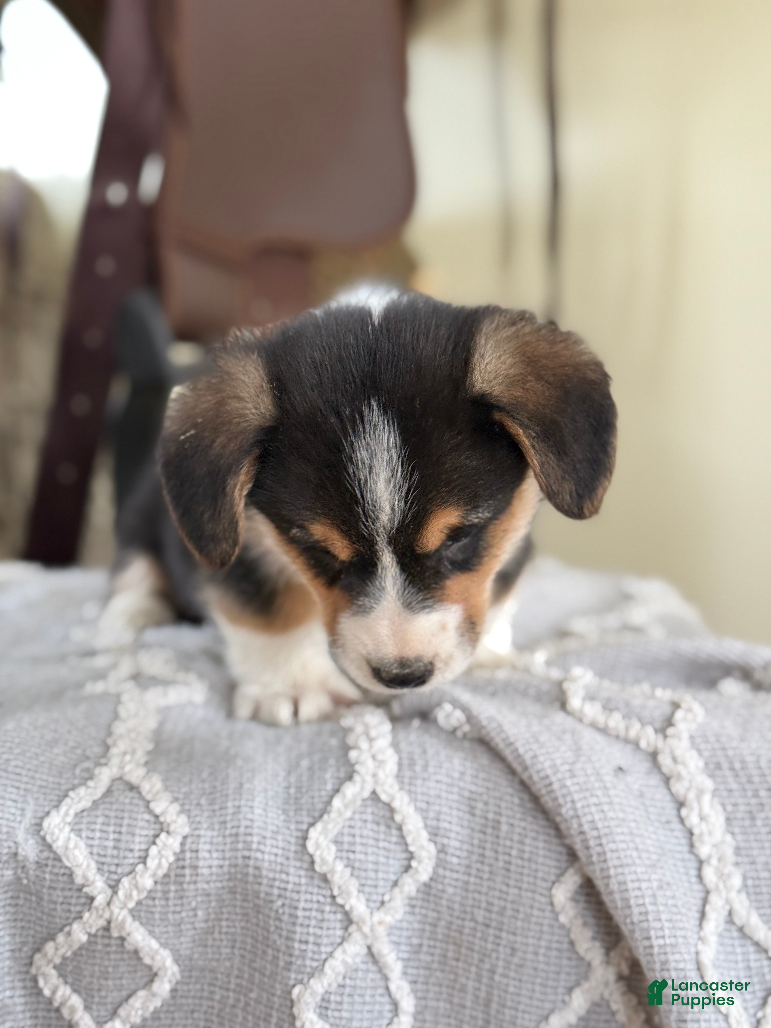 Welsh Corgi Pembroke dogs Forrest - Ad 2