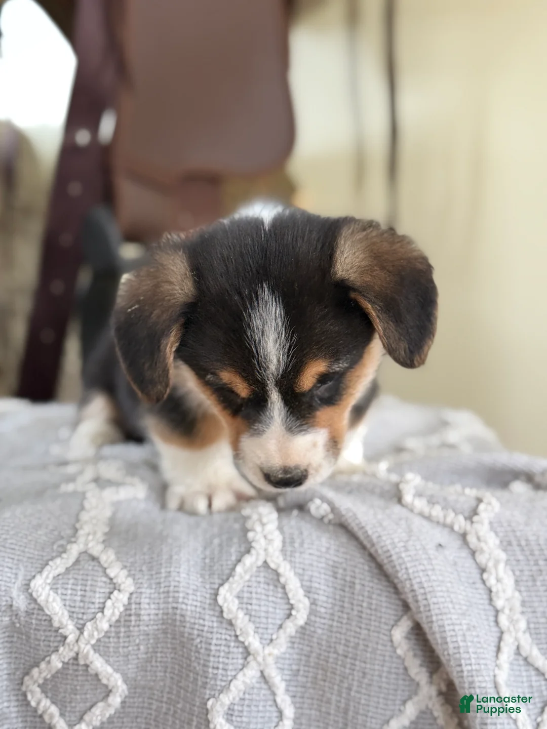 Welsh Corgi Pembroke dogs for sale: Forrest - Ad 2