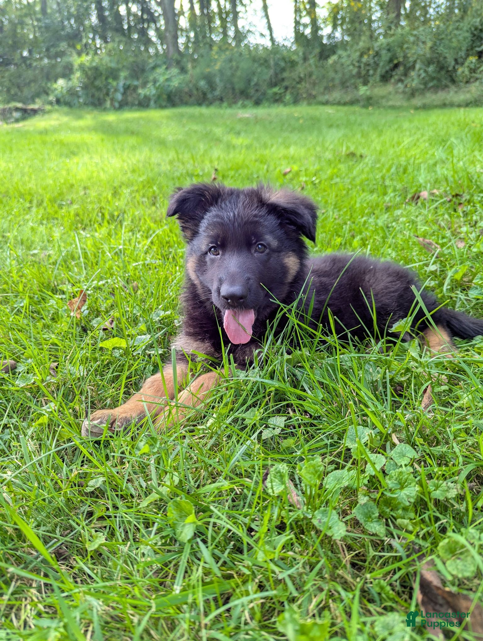 German Shepherd dogs Stella - Ad 2
