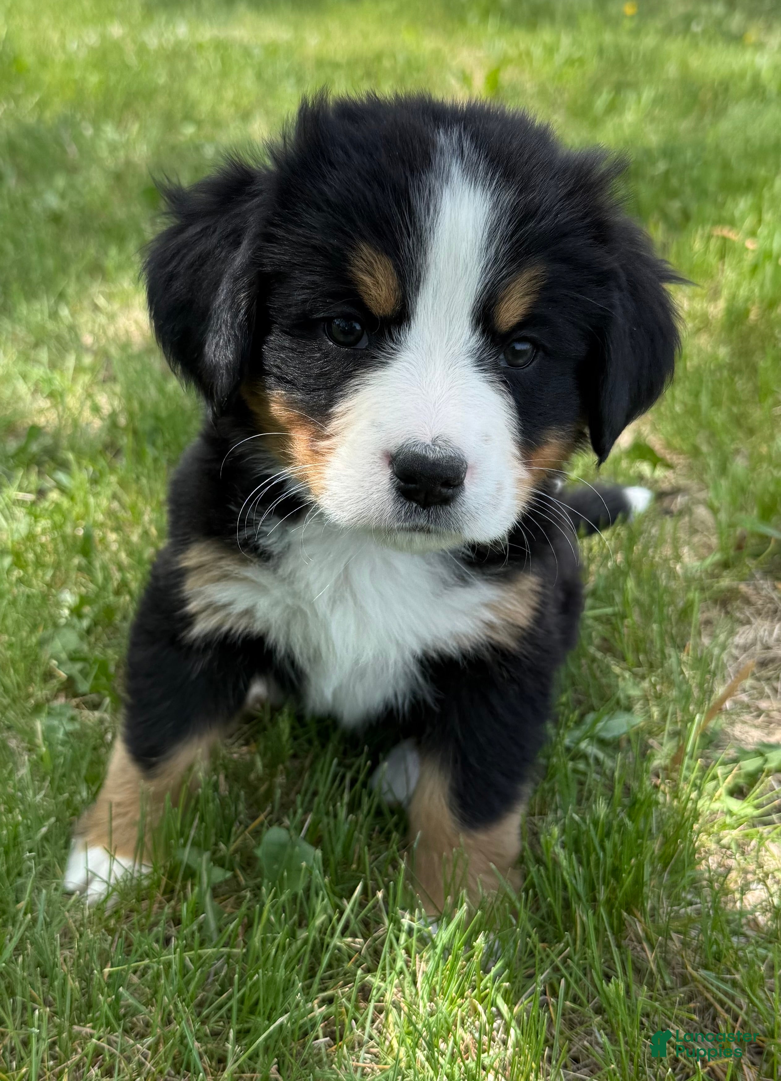 Bernese Mountain Dog dogs Bunny - Ad 1