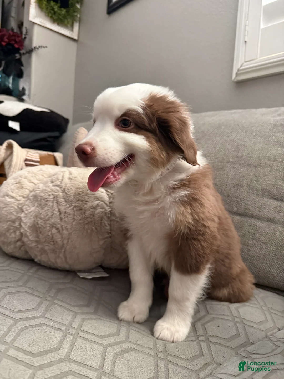 Australian Shepherd dogs for sale: Milo - Ad 6