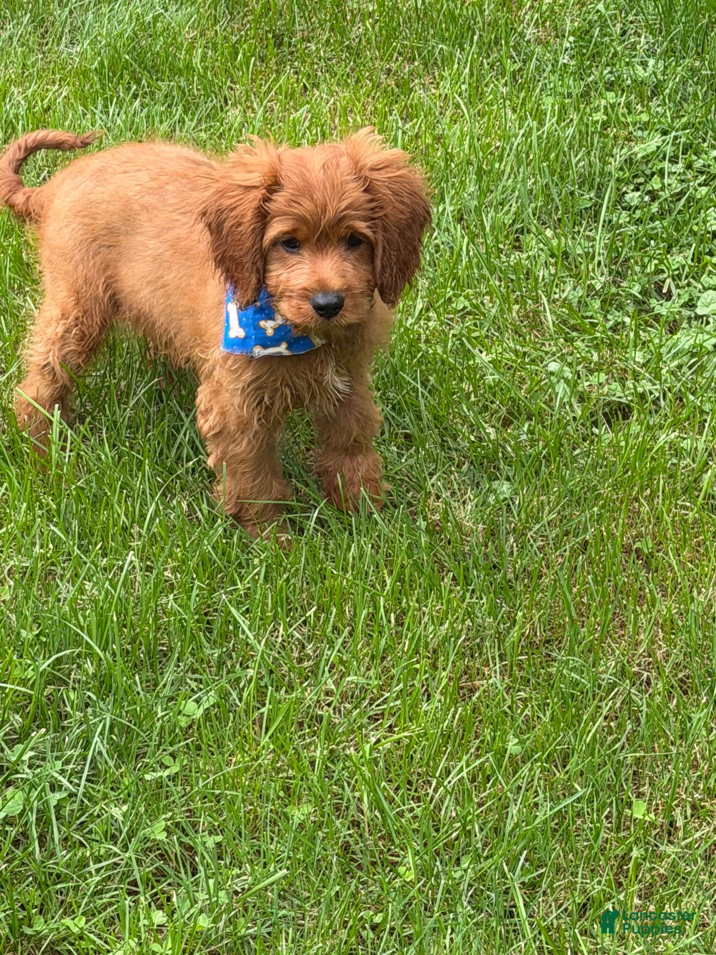 Cavapoo dogs Cavapoo 1 - Ad 2