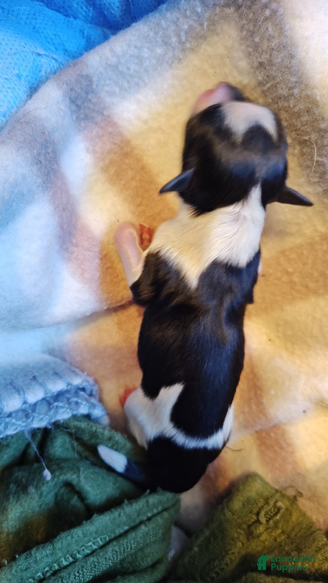 Miniature Schnauzer dogs for sale: Miniature Schnauzer Boy 3 - Ad 5