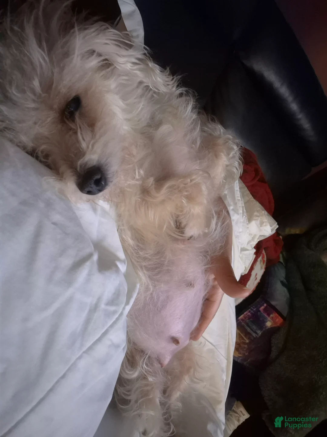 Chipoo dogs for sale: Chipoo Puppy 2 - Ad 20