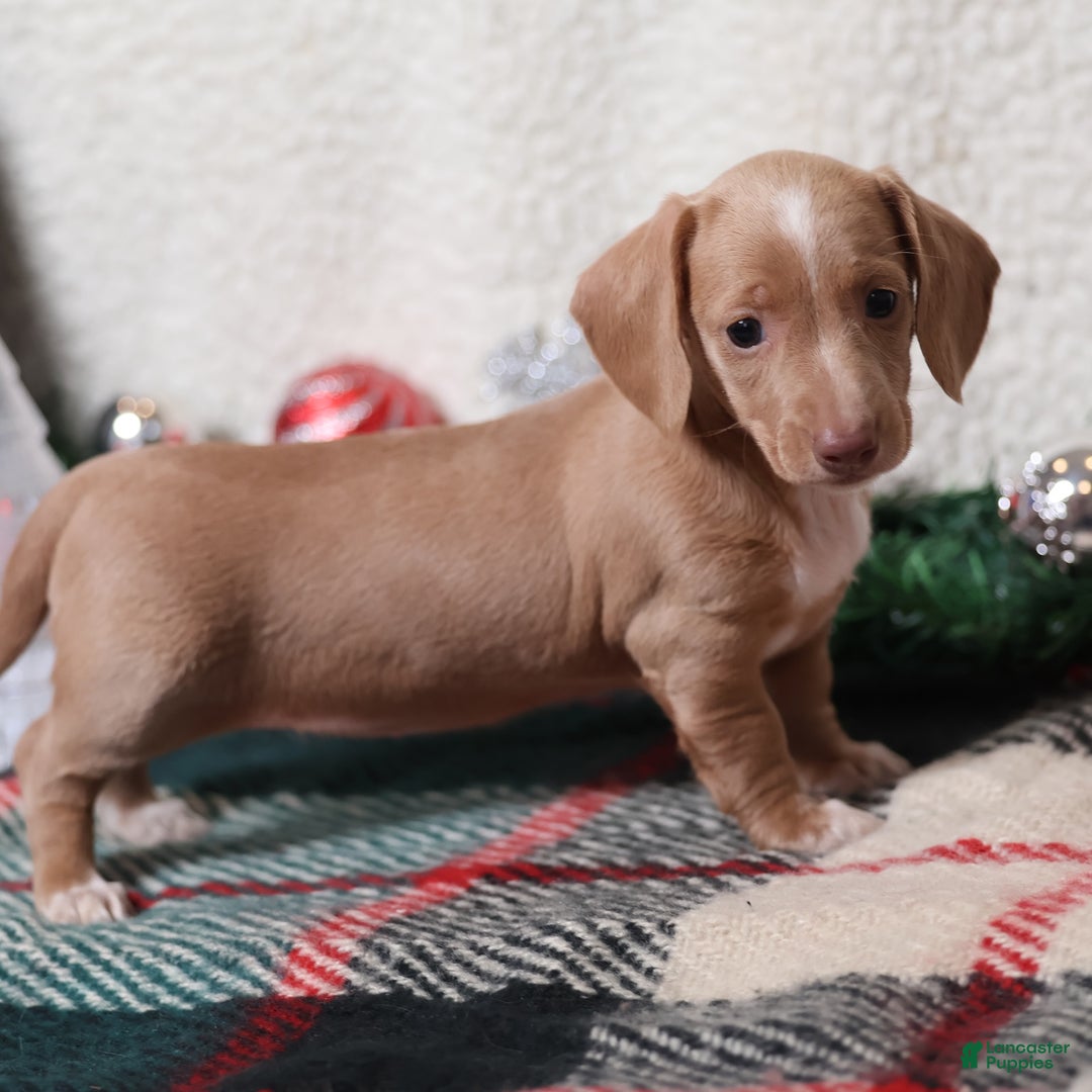 Dachshund dogs for sale: Daphne - Ad 9
