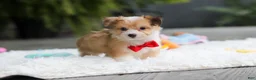 Mixed Breed dogs for sale: Milo - Ad 11
