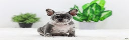French Bulldog dogs for sale: Esther - Ad 3