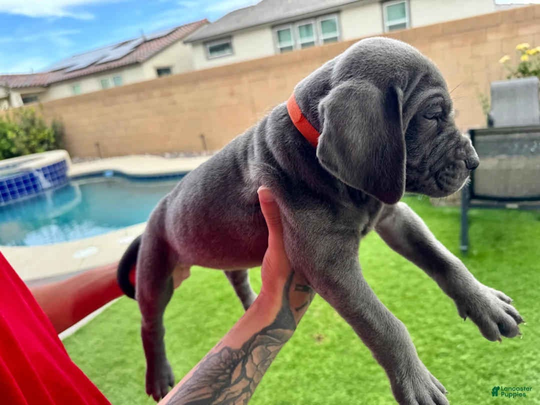 Mixed Breed dogs for sale: Mixed Breed Puppy 3 (orange)  - Ad 2