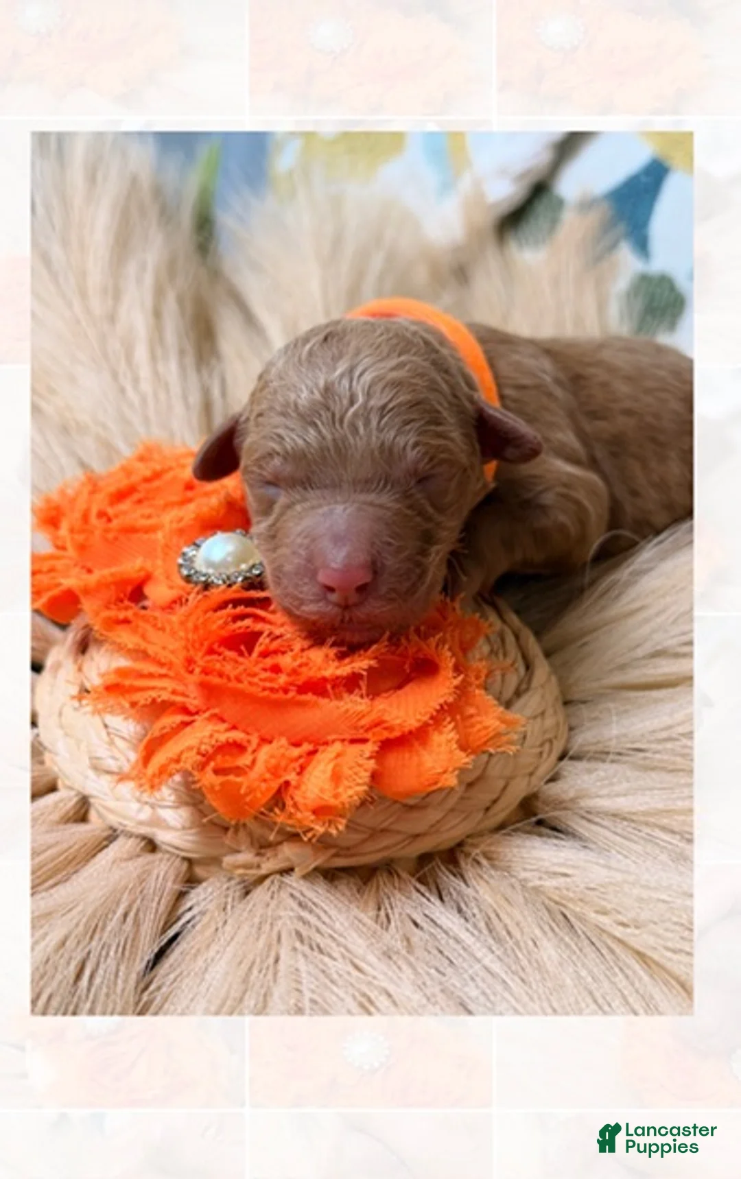 Standard Poodle dogs for sale: Rock - Ad 1