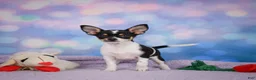 Chihuahua dogs for sale: OSA - Ad 6
