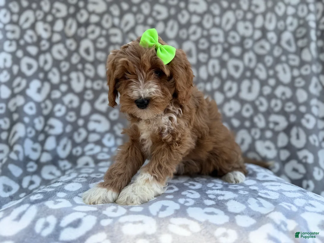 Cavapoo dogs for sale: Willow - Ad 4