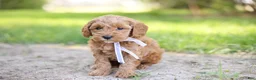 Goldendoodle dogs for sale: Tucker - Ad 5