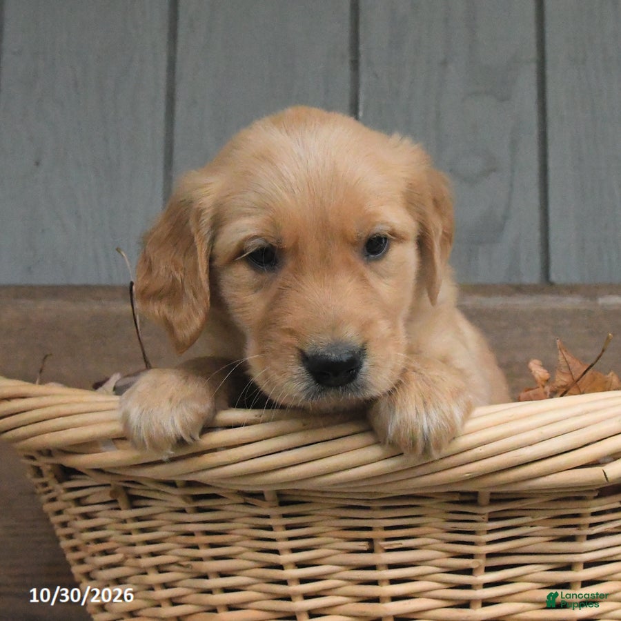 Golden Retriever dogs for sale: Wynn - Ad 1