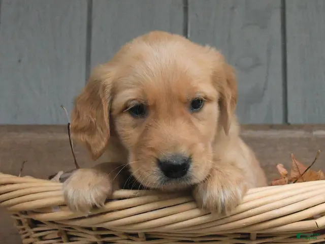 Golden Retriever dogs for sale: Wynn - Ad 1