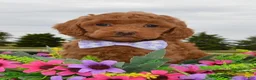 Mini Goldendoodle dogs for sale: Mini Georgia - Ad 11
