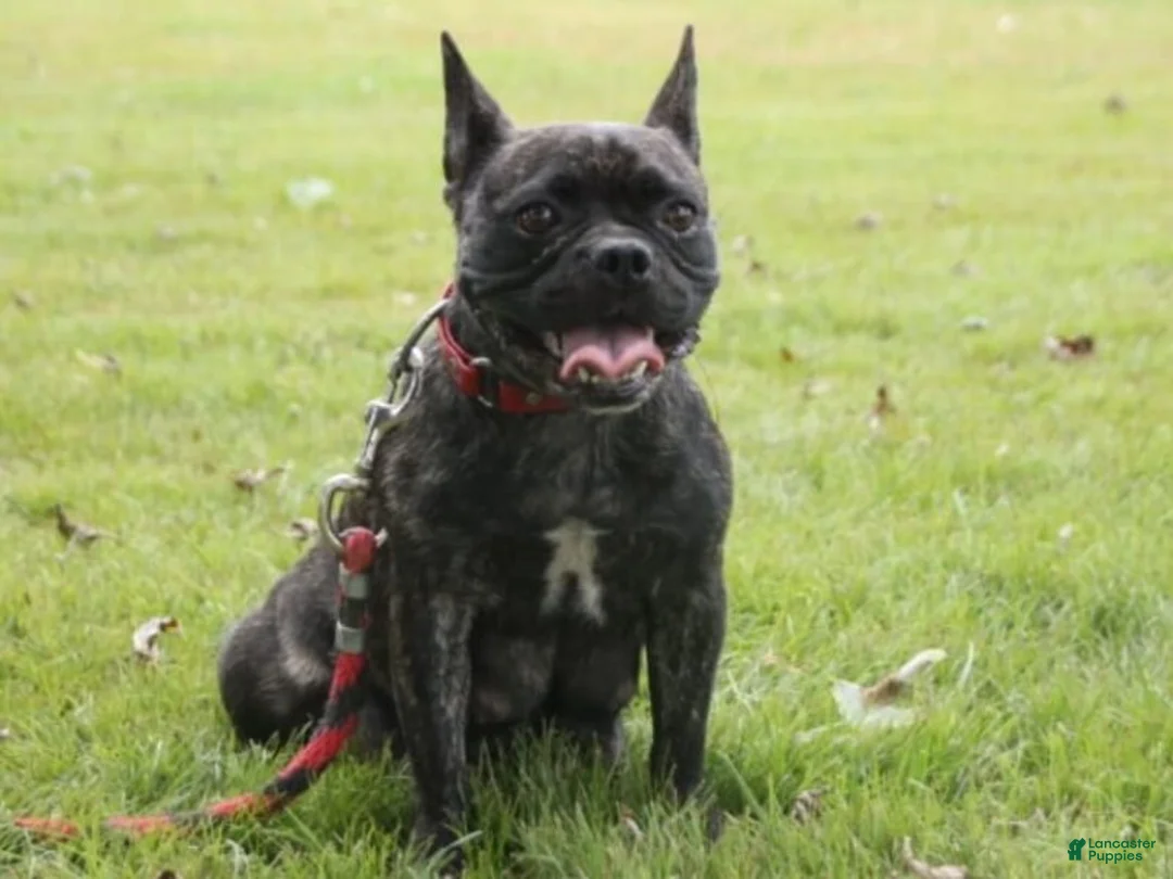 French Bulldog dogs for sale: Kinder - Ad 5