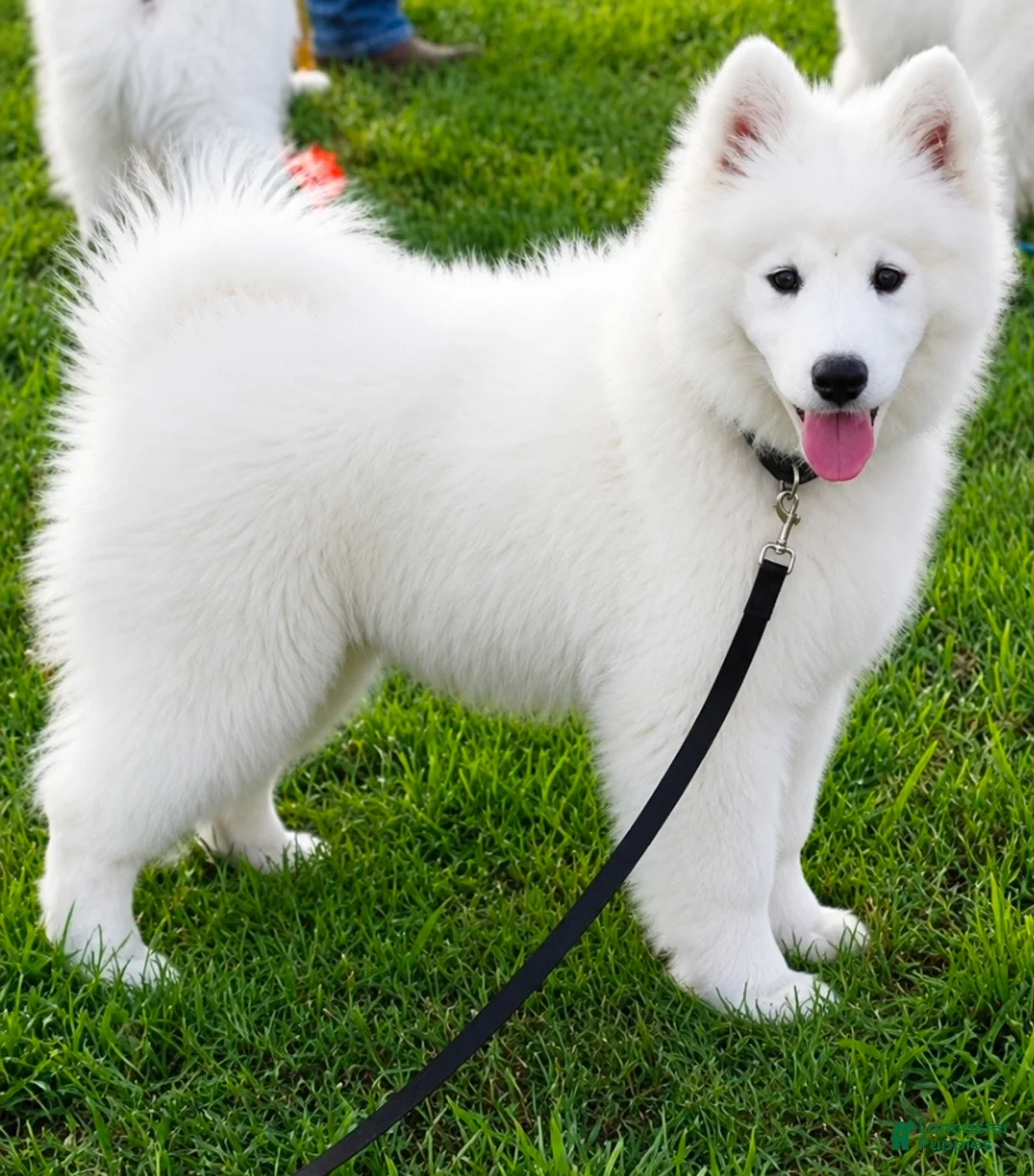 Samoyed dogs for sale: Snowball - Ad 2