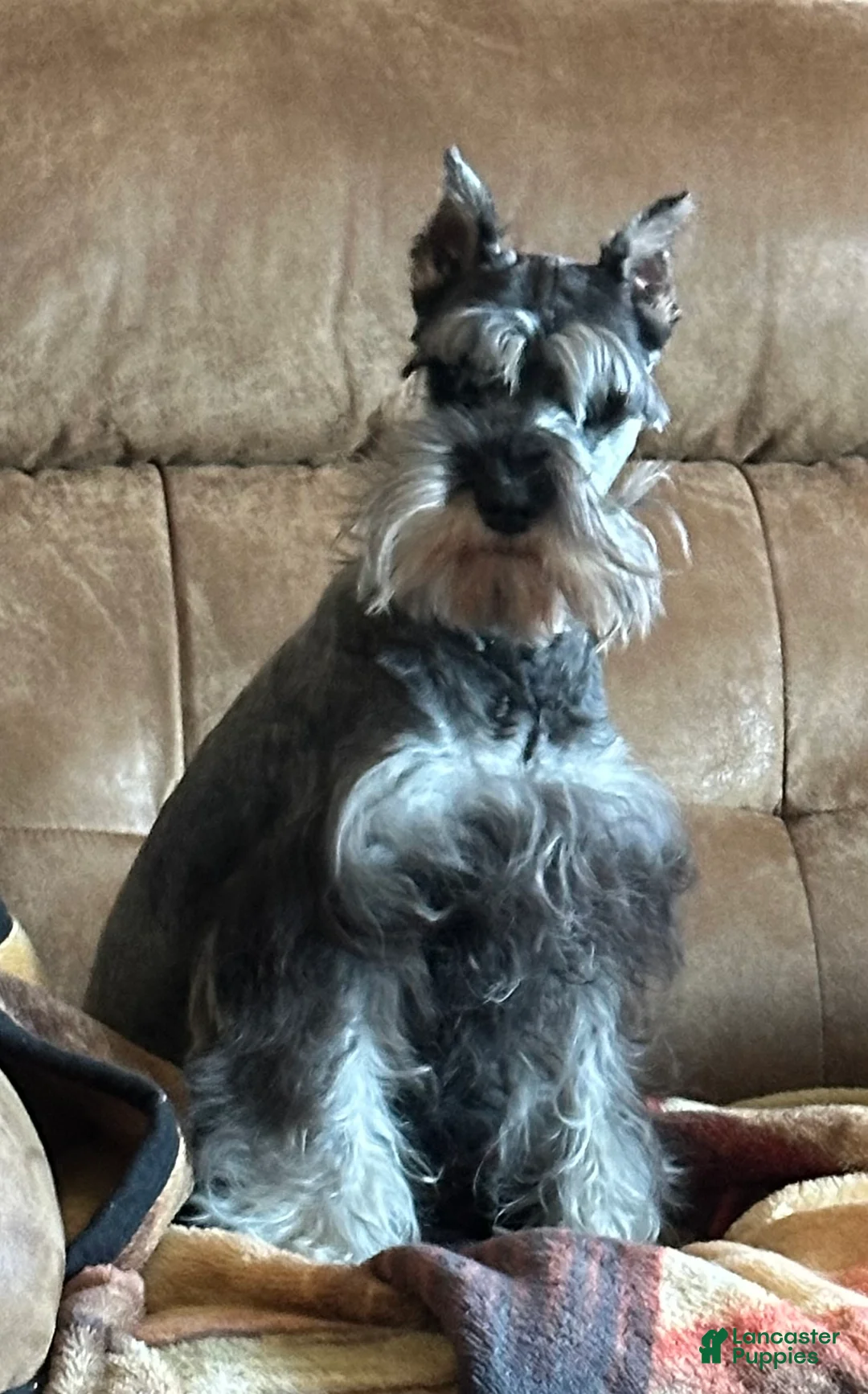 Miniature Schnauzer dogs for sale: Journey - Ad 1