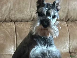 Miniature Schnauzer dogs Journey - Ad 42